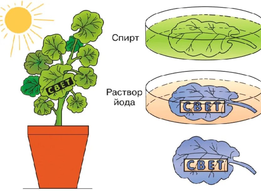 Выведение чистой линии растений. Фотосинтез опыт с геранью. Опыт фотосинтез образование крахмала. Опыт доказывающий образование крахмала в листьях на свету. Опыт с листом герани для фотосинтеза.