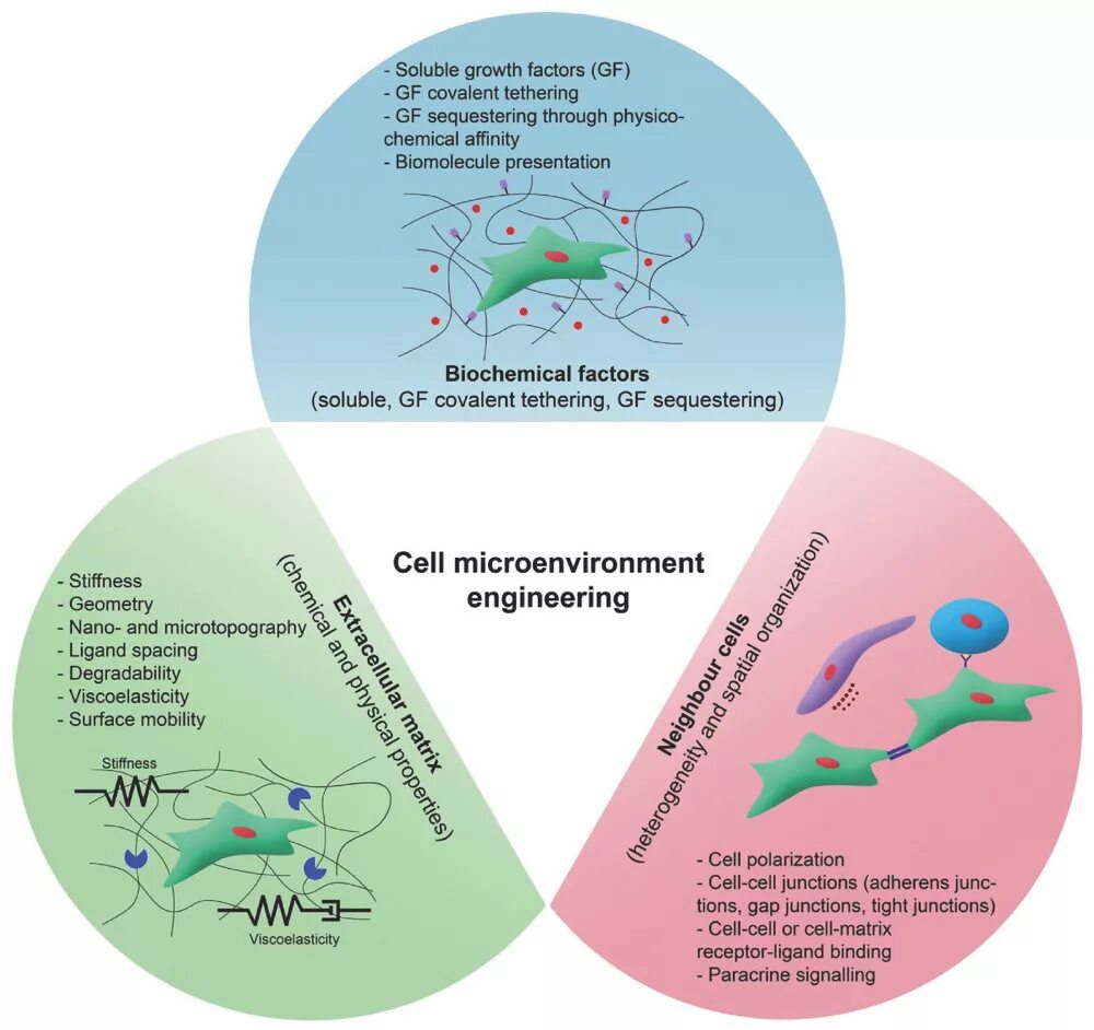 Cell engineering. Transient expression. Cell engineering ppt. Biosensors international. Схема пьезоэлектрического биосенсора.
