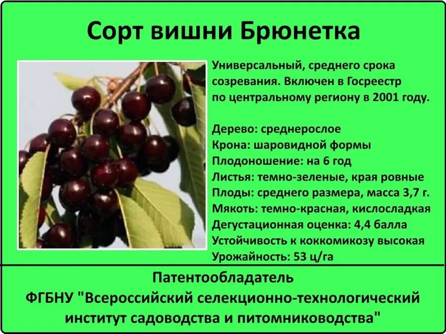 Вишня Шоколадница дерево. Вишня сорт Шоколадница дерево. Сорт вишни Шоколадница опылители. Вишня Шоколадница описание. Вишня тургеневка описание сорта опылители