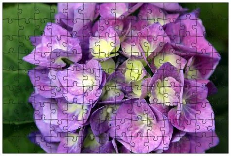 Purple описание