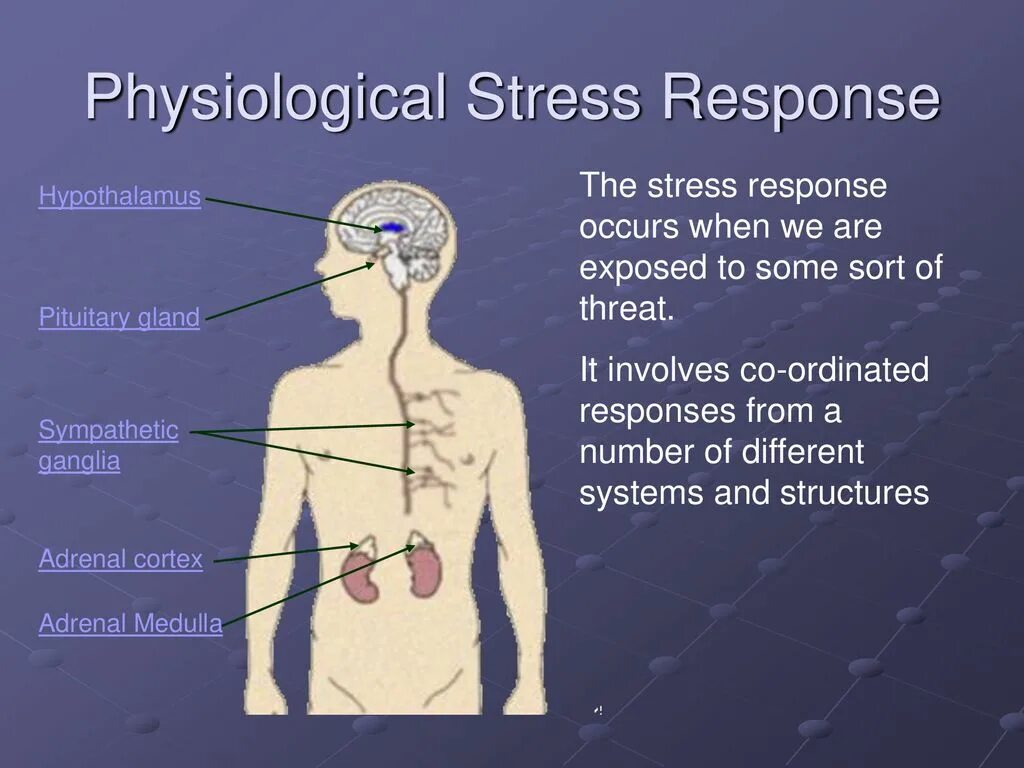 Physiological response. Stress response. adrenal cortex. adrenal medulla.