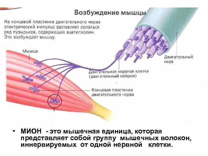 Передача возбуждения по нерву или мышце объясняется