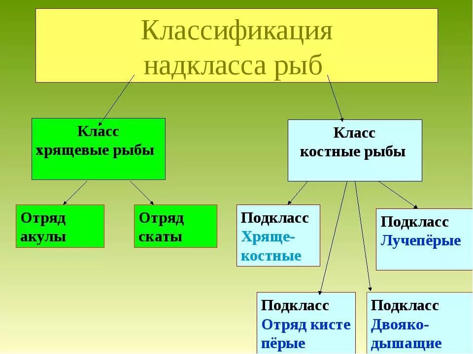 Костные рыбы белуга. Классификация костных рыб. Классификация костных и хрящевых рыб. Группа костно хрящевые рыбы. Надкласс рыбы класс хрящевые рыбы.