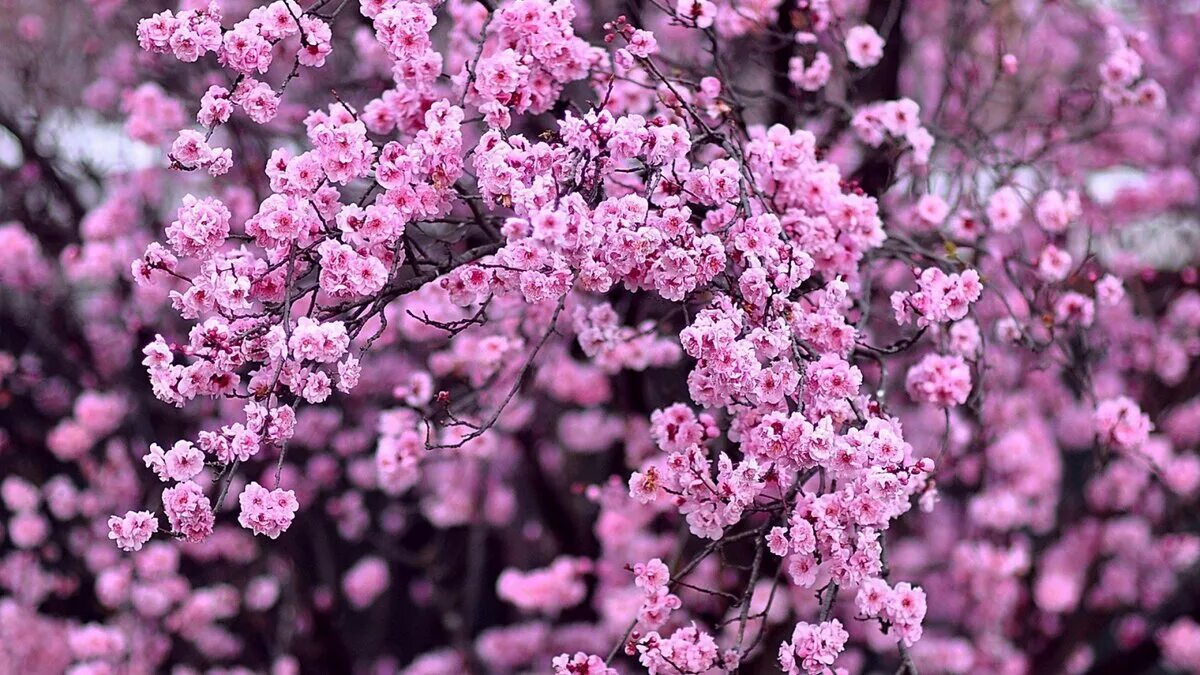 Сакура хорошее качество. Розовые цветы. Сакура фото. Сакура фон. Цветочки Сакуры.