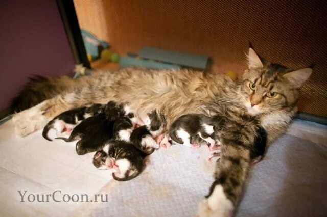 Рожденные котята. Маленькие котята только родившиеся. Кошка родила много котят. К чему снятся рождающиеся котята