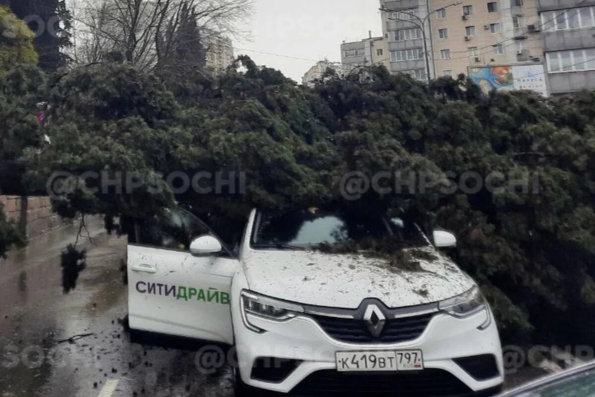 Цены на авто упали в 2024. Упавшее дерево. Деревья в Сочи. Сочи в марте 2023 фото. Дерево упало на Цурюпах в Сочи.