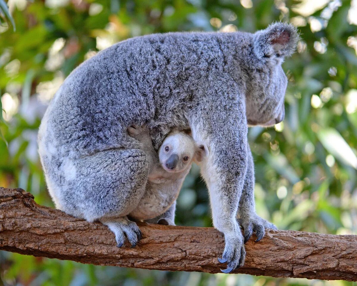 Белёк детеныш тюленя. Детеныша какого животного называют серкой. Коала со спины. Детеныша какого животного называют серкой. Детеныша какого животного называют серкой.