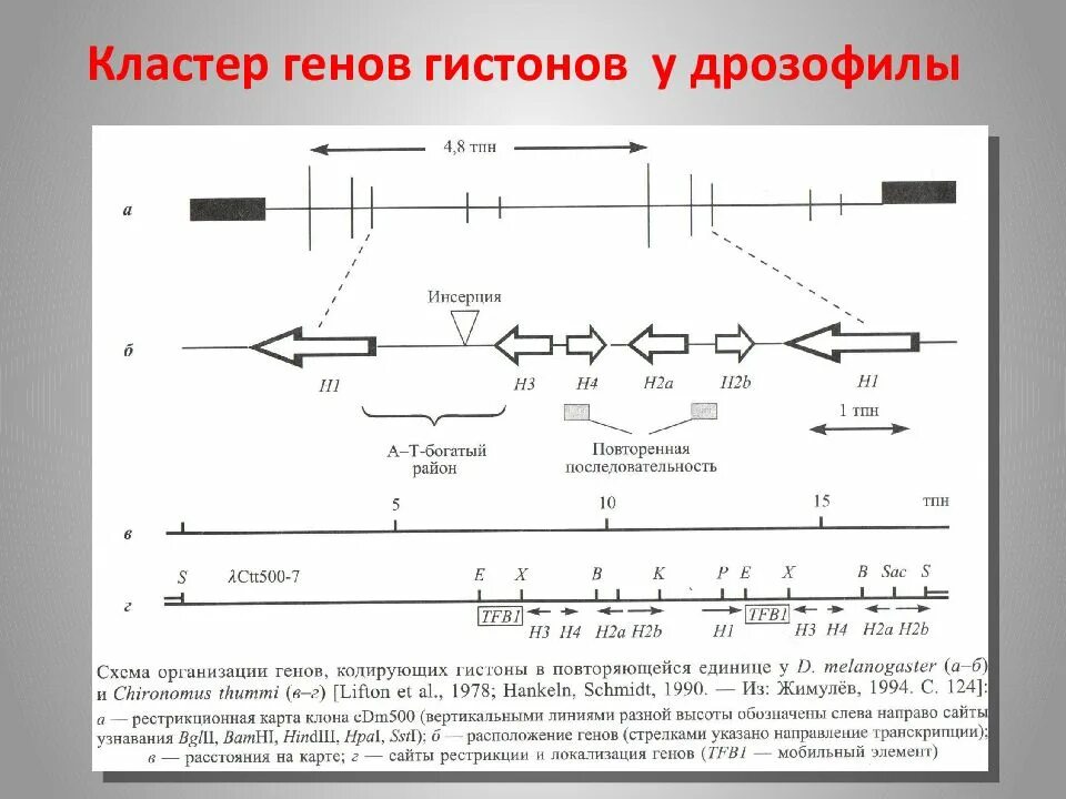 Предположите какая из представленных последовательностей принадлежит гистону. Кластеры генов. Кластер гистоновых генов. Кластеры в генетике это. Тандем генов это.