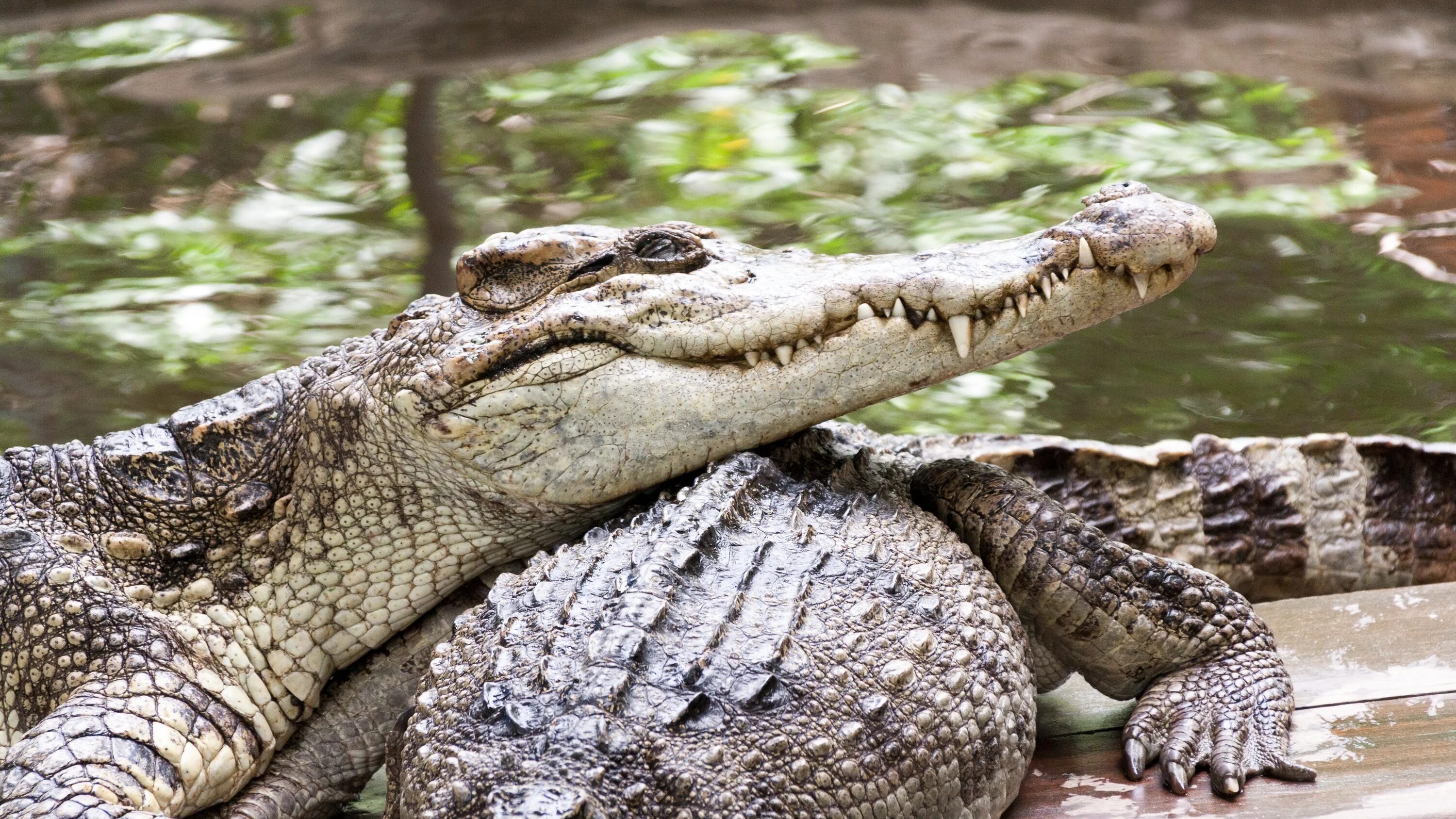Нильский крокодил относится к пресмыкающимся. Нильский крокодил. Крокодиловый Кайман. Нильский крокодил спаривание. Маленький Крокодильчик.