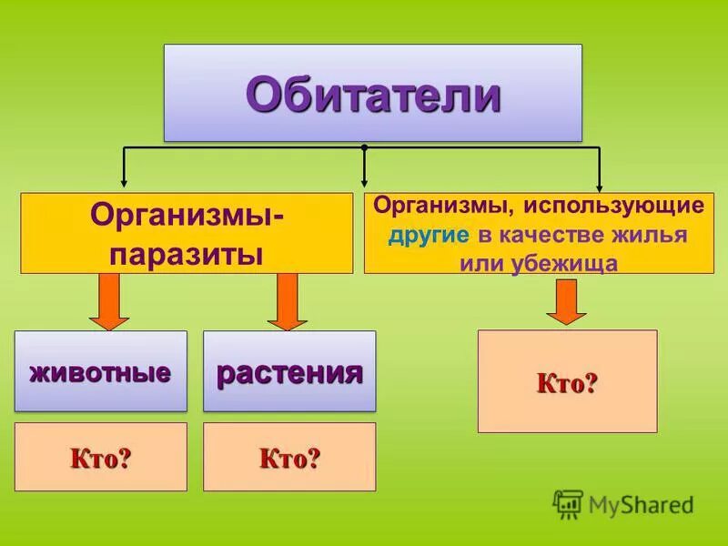 Синойкия квартиранство. Квартиранство. Обитатели организмы использующие другие в качестве жилья или убежища. Организмы использующие в качестве жилья или убежища. Квартиранство в природе.