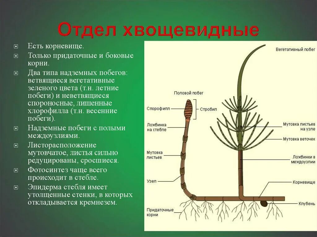 Придаточные корни какие побеги. Хвощовые (отдел споровых растений). Спороносный побег хвоща строение. Отдел Хвощевидные строение. Отдел Плауновидные отдел Хвощевидные отдел.