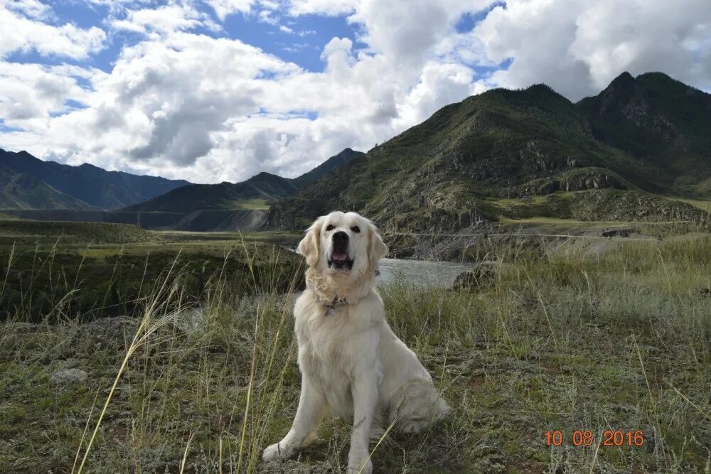 алтай порода собак. алтай собака. хаски байкал. алтайское горные породы собак. горная алтайская собака.