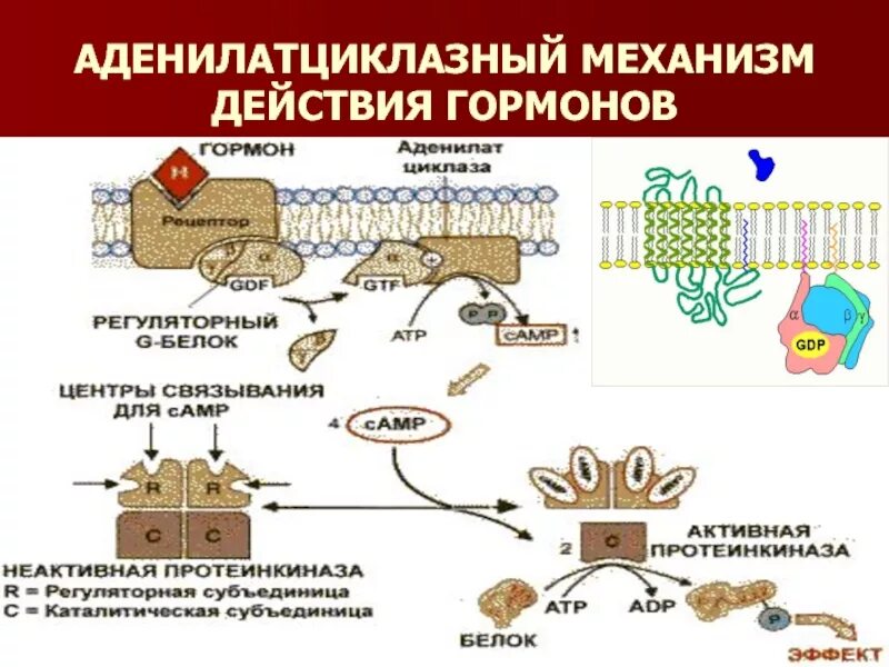 Аденилатциклазная система биохимия схема. Аденилатциклазный механизм гормоны. Аденилатциклазный механизм гормоны. Схема действия гормонов через аденилатциклазную систему. Аденилатциклазный механизм гормоны.