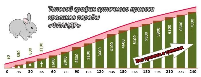 Вес кролика в 1 месяц таблица. Таблица роста кроликов. Таблица веса кроликов по месяцам Фландр. Привес кроликов по месяцам. Быстрый рост кролика