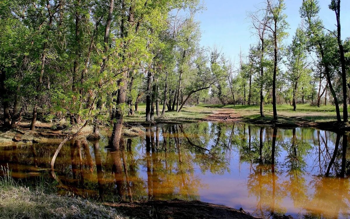 Природный парк ахтубинская пойма. Заповедник Волго Ахтубинская Пойма. Природа Волго Ахтубинской Поймы. Волга Ахтубинская Пойма.