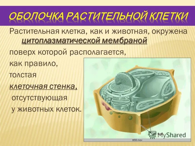 Мембрана растительной клетки функции