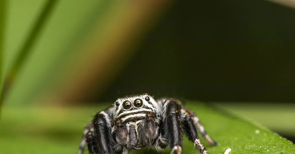 Pin on Jumping Spiders Jumping spider, Spider, Insects