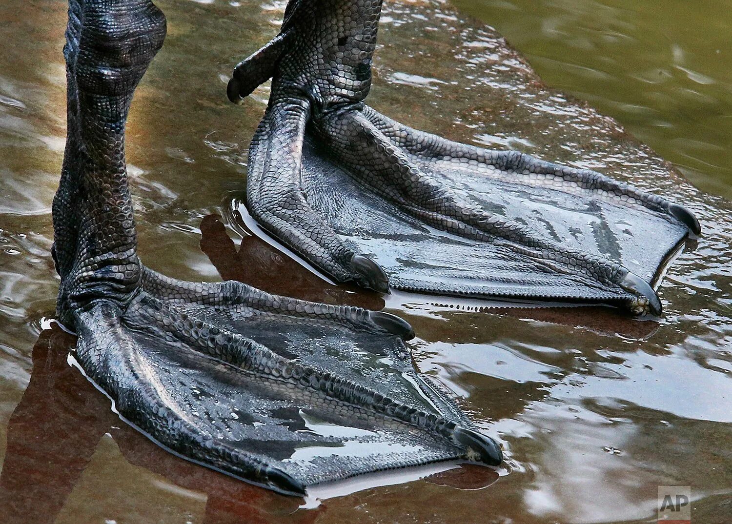 Перепонки у водоплавающих птиц. Лапы лебедя. Ноги лебедя. Перепонки на лапах у лебедя.