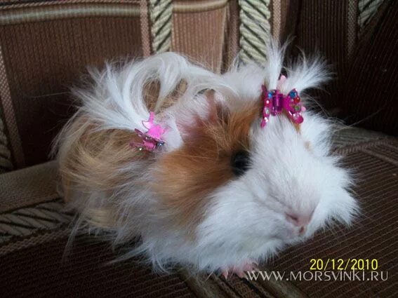 морская свинка хвостик. морская свинка домашняя. у морских свинок есть хвост. морская свинка тедди калифорнийский. риджбек морская свинка.