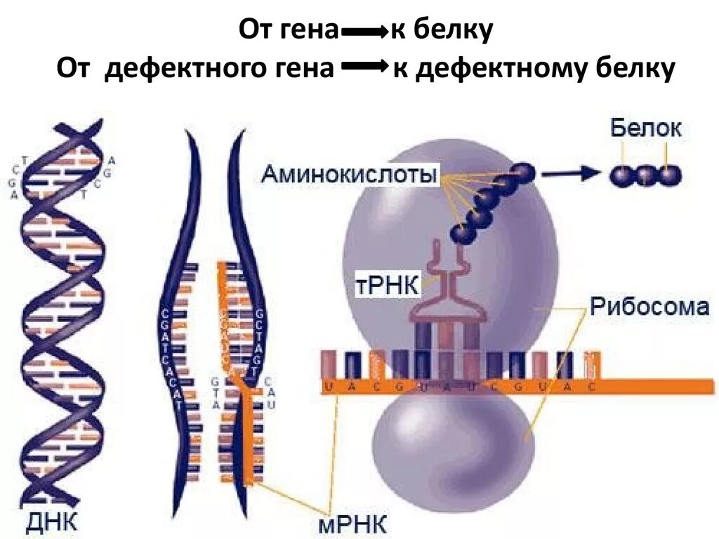 ДНК ген белок. Дефект генов. ДНК РНК белок. Мутация Гена. Дефектный ген что это такое