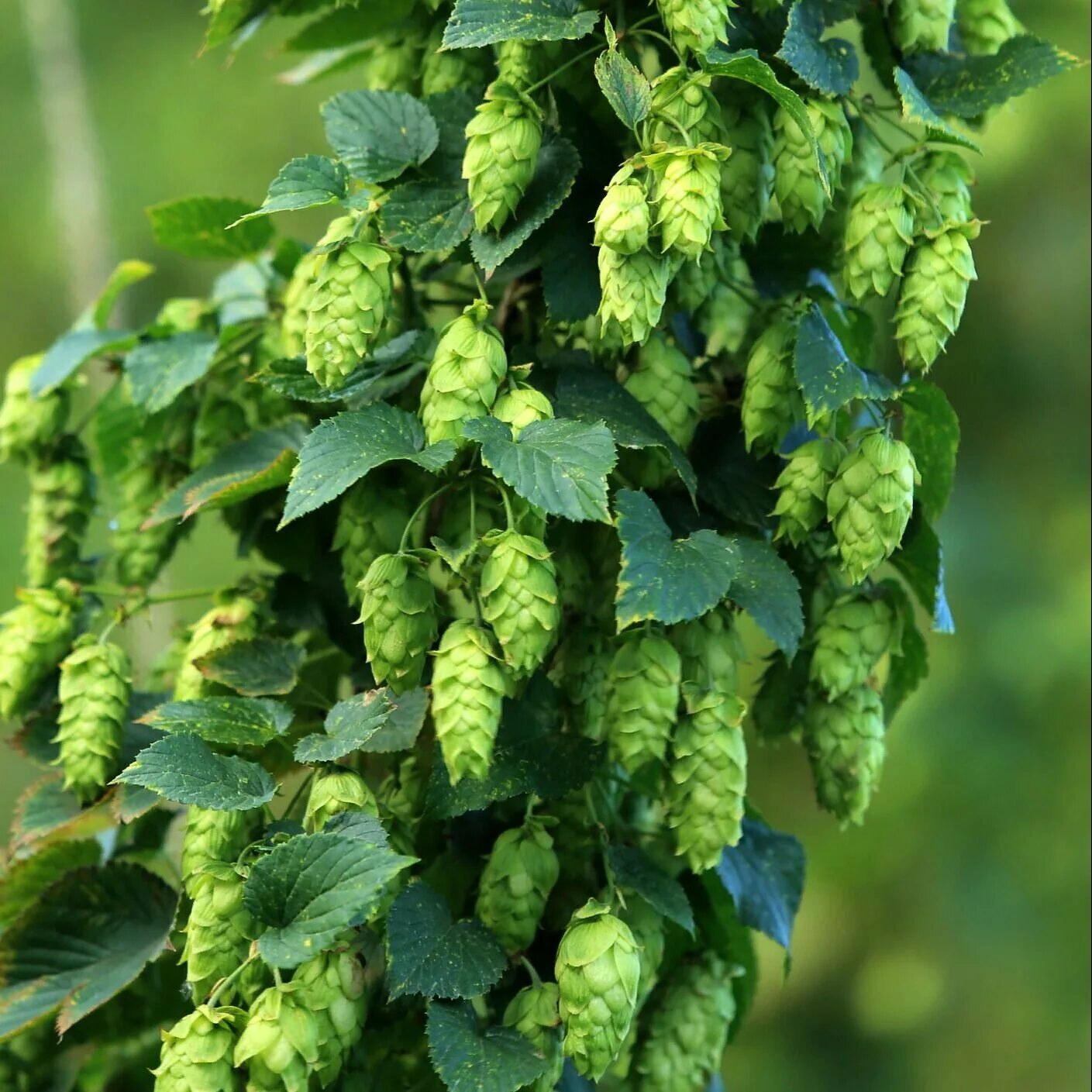 Хмель вьющийся. Хмель обыкновенный (humulus lupulus). хмель обыкновенный   húmulus lúpulus.