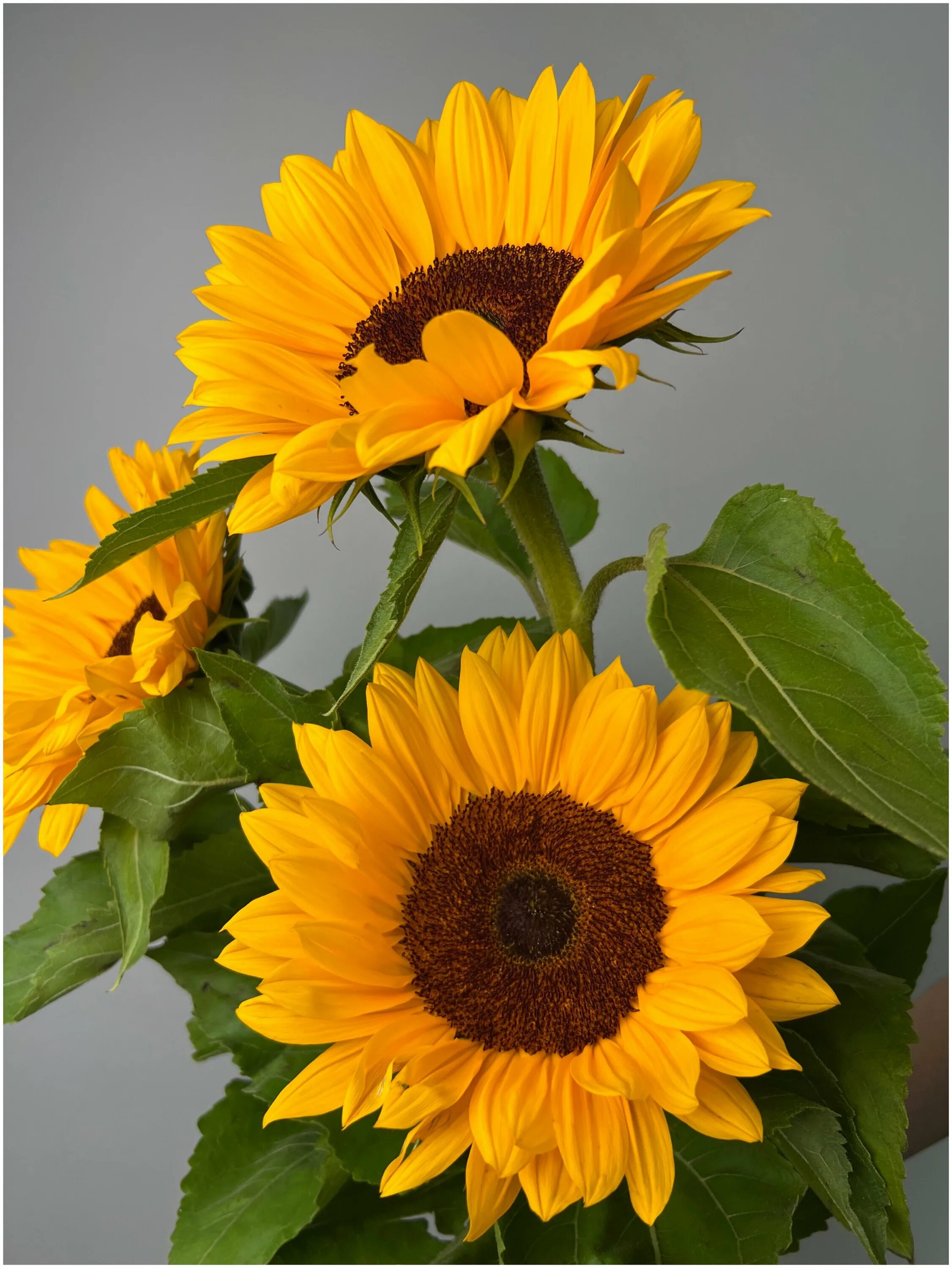 подсолнечник орешек седек. искусственные цветы подсолнух. сорт подсолнечника неома. семена подсолнечника сингента. подсолнечник декоративный мэджик f1.