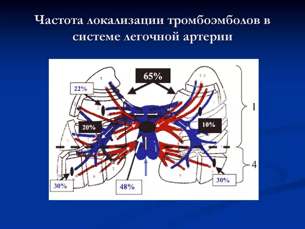 Анатомия легочных артерий кт. Сегментарные легочные артерии. Сегментарные ветви легочной артерии. Тэла сегментарных артерий. Сколько легочных артерий