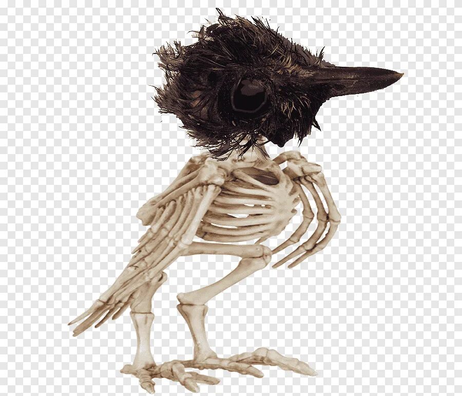 Crowing up