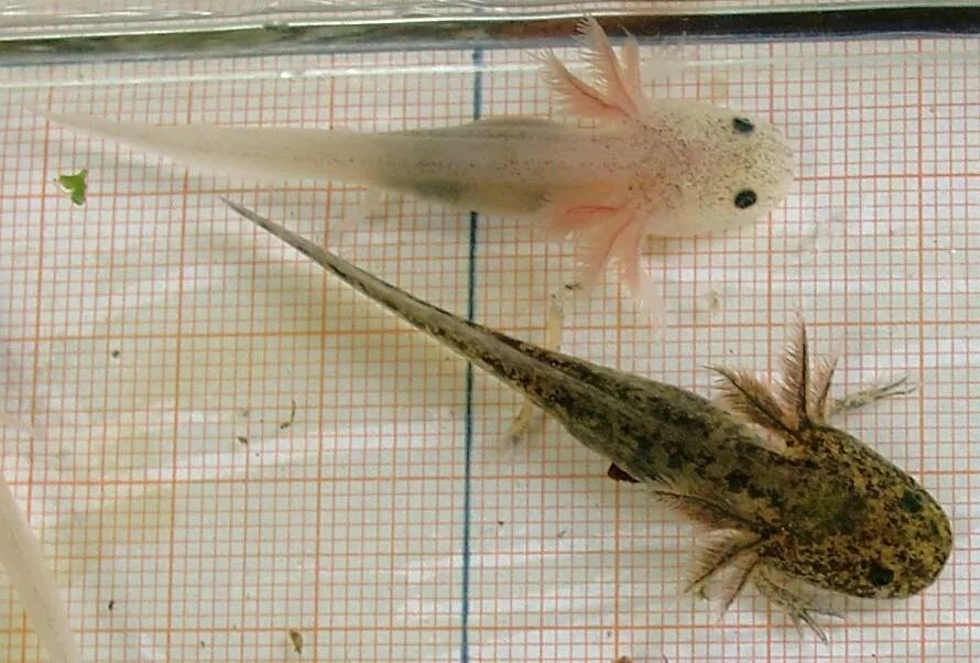 земноводные аксолотль. аквариумная рыбка аксолотль. рыбка аксолотль. амбистома взрослая особь. аксолотль.