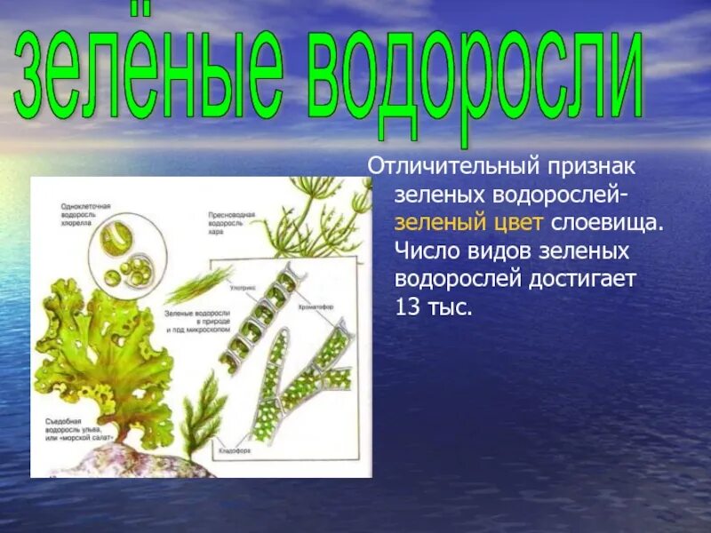 Разнообразие водорослей биология