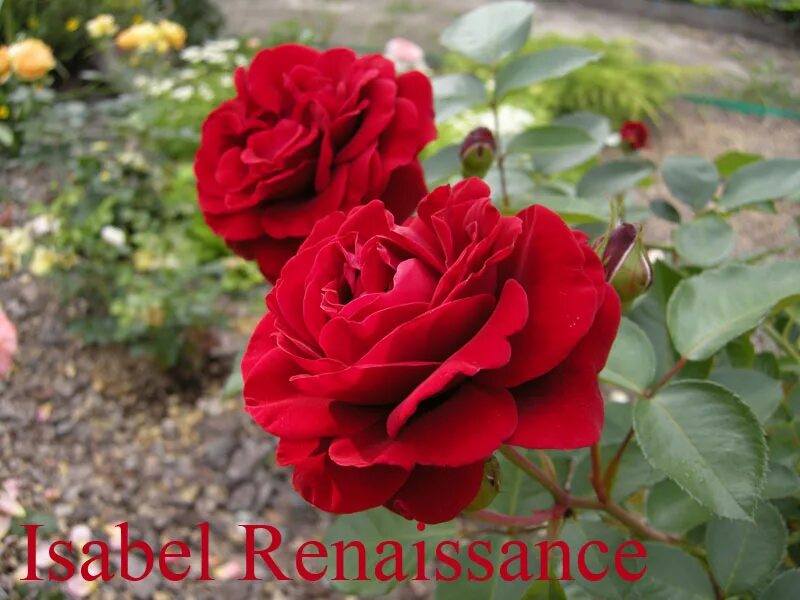 шраб изабель ренессанс ( isabelle renaissance). роза изабель. роза изабель отисье. роза изабелла росселлини энциклопедия. улица розы изабеллы.