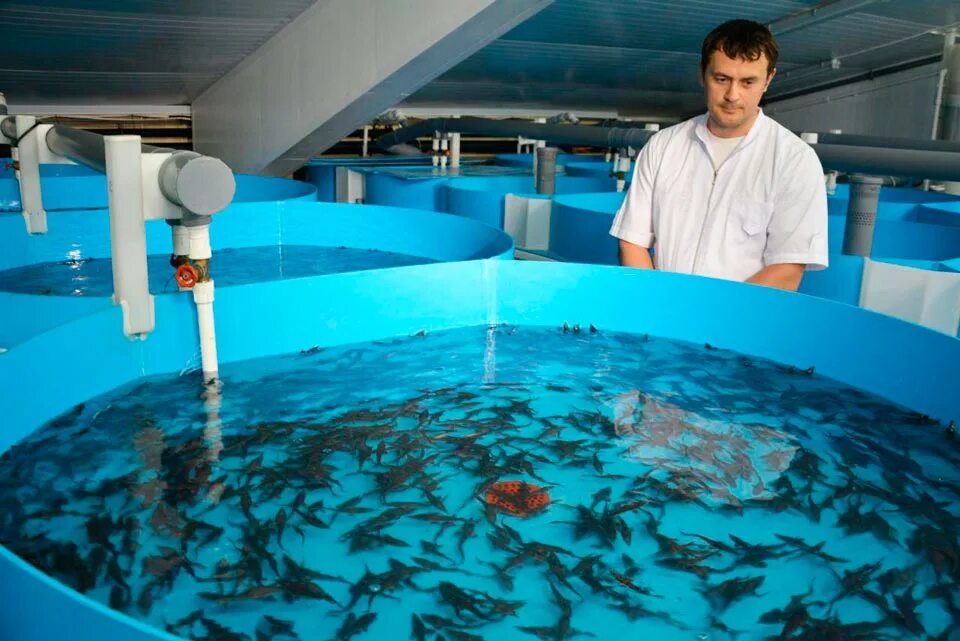 русское море аквакультура. водные биоресурсы и аквакультура диплом. водные биоресурсы и аквакультура специальность. водные биоресурсы и аквакультура специальность. рыбовод.