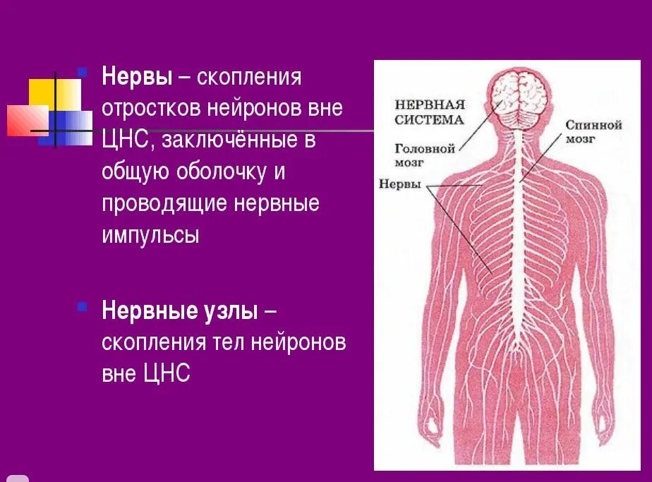 Нервные узлы это скопление. Нервная система. Строение нервной системы человека. Нервы и нервные узлы.