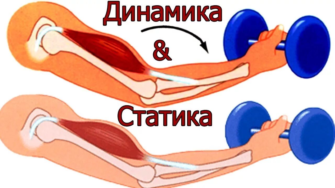 Динамическая нагрузка мышц. Статистические и динамические упражнения. Динамические и статические упраженени. Динамические упражнения и статические упражнения. Тренировка мышц статическая и динамическая.