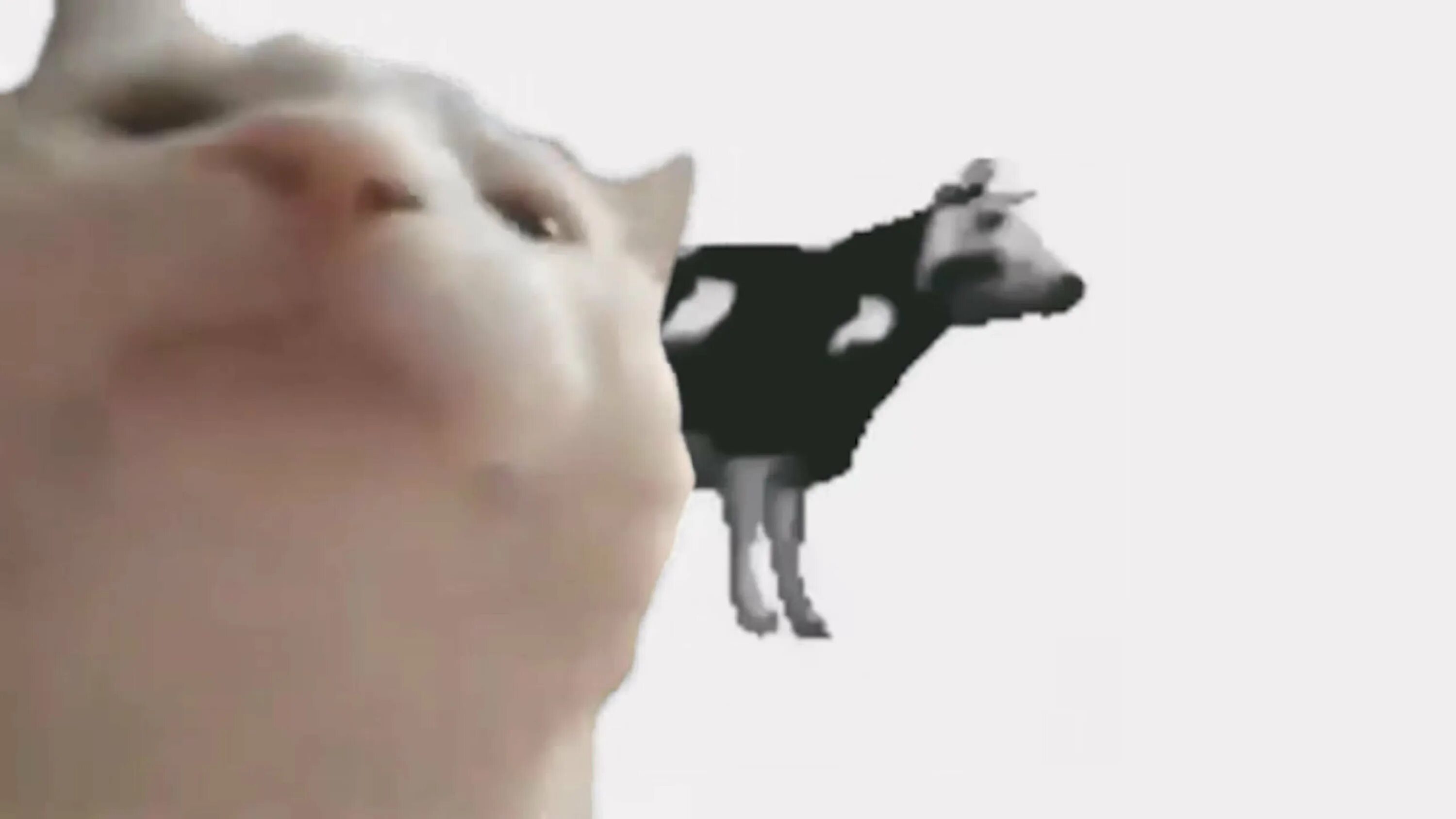 Танцующая корова мем