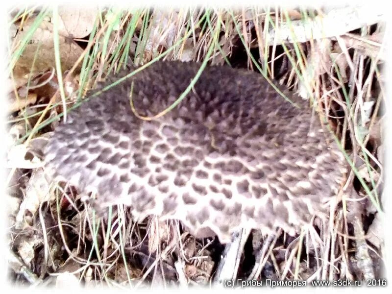 Обабок дальневосточный (Rugiboletus extremiorientalis) фото и описание