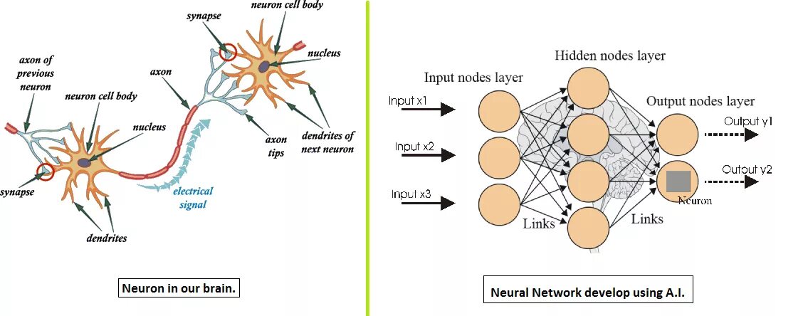 Synapse x