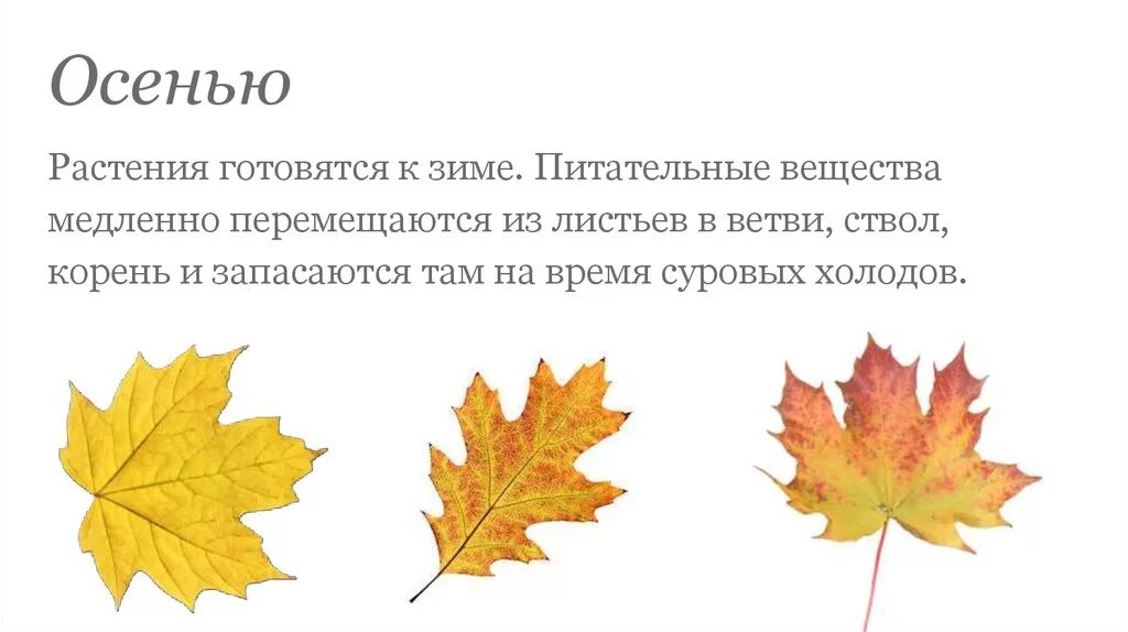 Листья заменить слово. Растения готовятся к зиме. Как растения подготавливаются к зиме. Таблица как растения готовятся к зиме. Как растения готовятся к холодам.