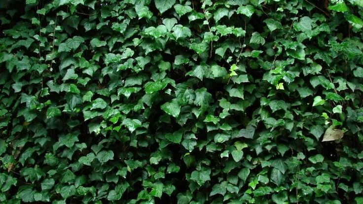Hedera helix 'Gold Ripple' variegated ivy Plant & Flower Stock Photography: Gard