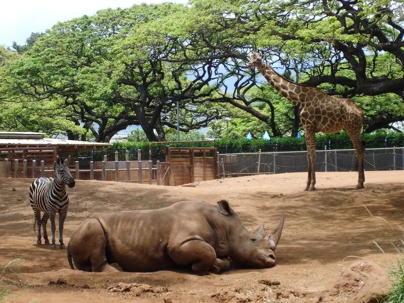 Зоопарк без животных. Зоопарк гонолулу. honolulu zoo гавайи. туари париж зоопарк.