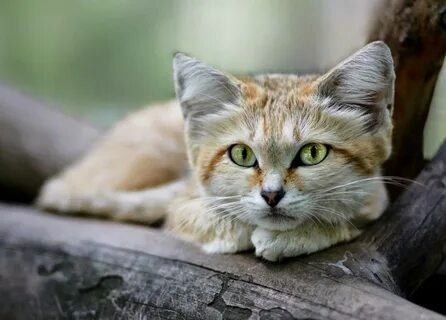 Felis