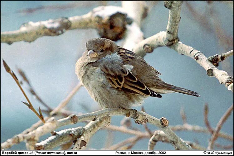 рассказы сказки о воробьях домовых. плотность домовых воробьев в москве. сколько видов воробьев. воробей неперелетная птица. описание воробья.