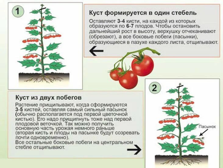 Сколько растут томаты. Правильно прищипывание пасынков томатов. Схема пасынкования томатов. Прищипка томатов в теплице схема. Схема прищипывания помидоров в теплице.