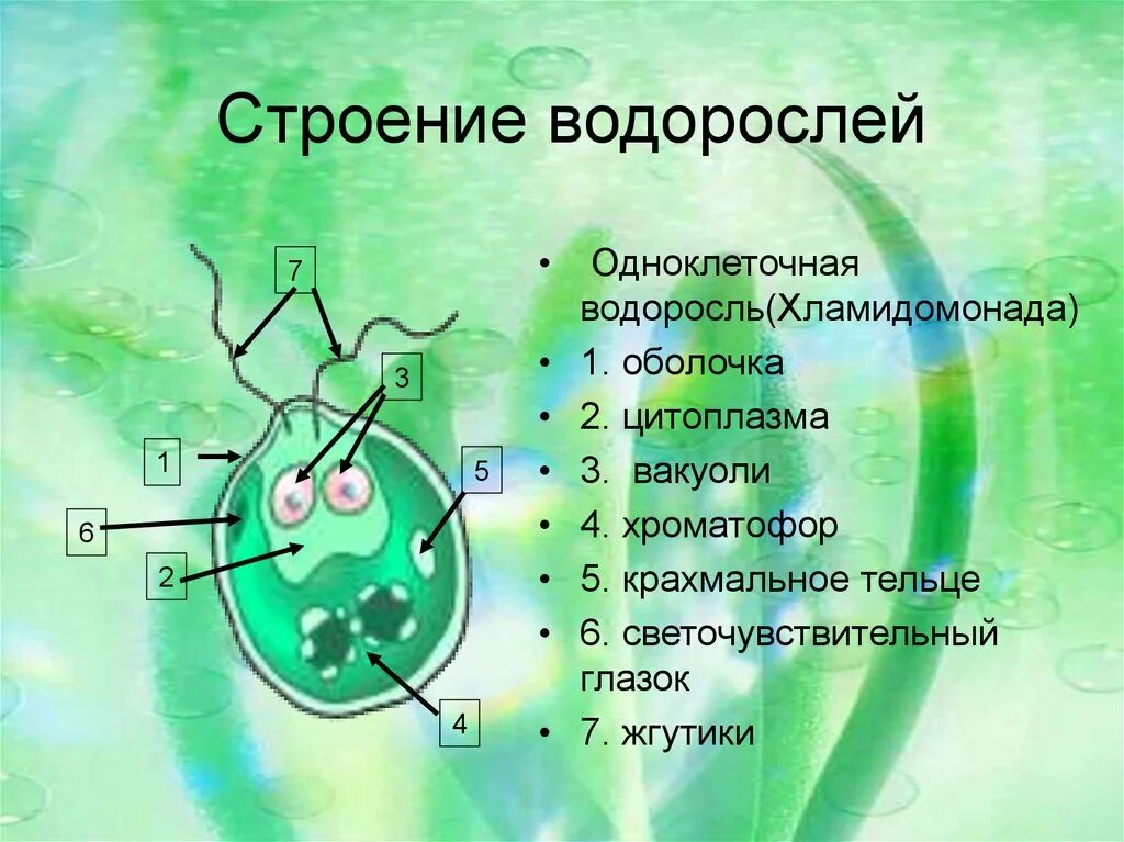 Строение водорослей 5. Одноклеточная водоросль хлорелла строение. Строение одноклеточных зеленых водорослей. Строение одноклеточной водоросли хламидомонады биология 6 класс. Одноклеточные зеленые водоросли 5 класс биология.