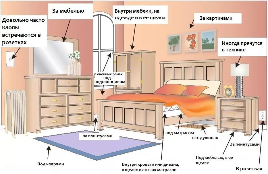 Места скопления клопов в квартире.