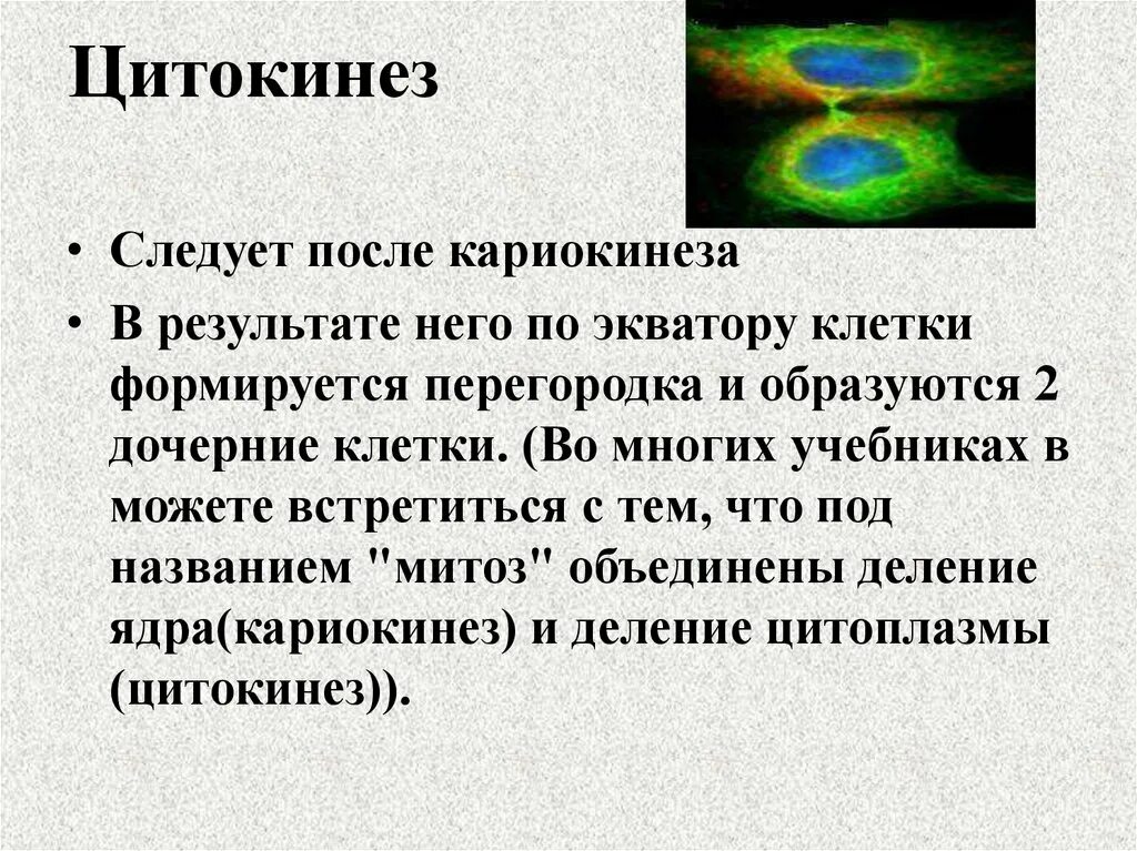 Кариокинез и цитокинез. Цитокинез. Цитокинез и кариокинез. Цитокинез в клетках животных и растений. Цитокинез митоза.