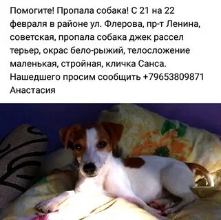 Составь небольшой рассказ как потерялся щенок