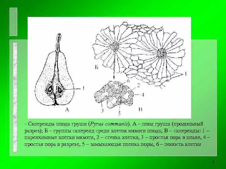 Рисунок околоплодника. Склереиды плода груши. Склереиды околоплодника груши. Склереиды клетки груши. Склереиды плода груши (Pyrus communis.