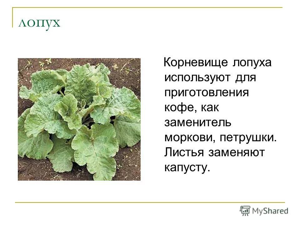 Репейник польза. Лечебная трава корешки лопуха. Репейник польза. Паспорт растения репейник. Репейник польза.