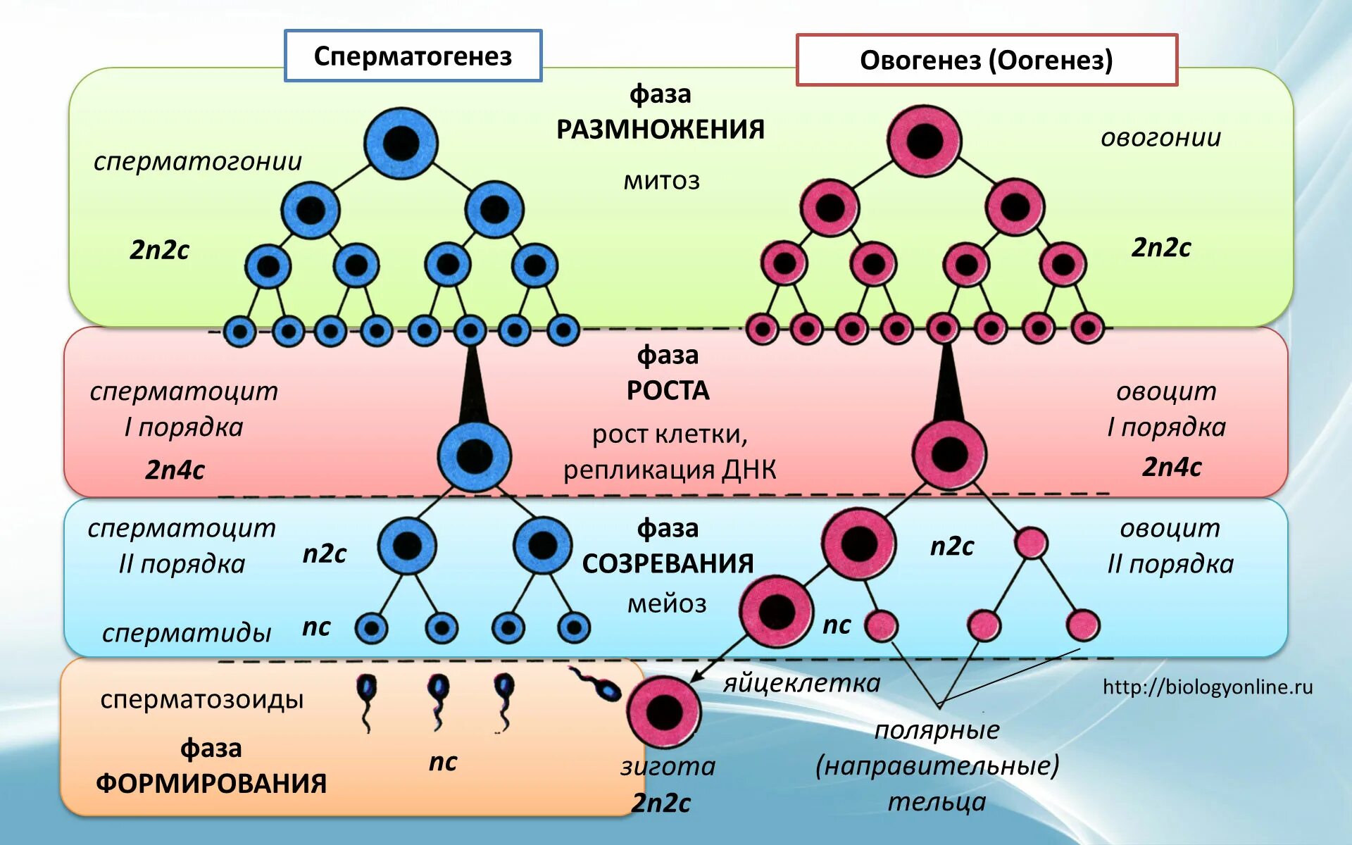 Сколько хромосом содержится в оплодотворенной клетке. Периоды гаметогенеза схема. Сперматогенез оогенез овогенез. Схема сперматогенеза и овогенеза. Онтогенез и сперматогенез.